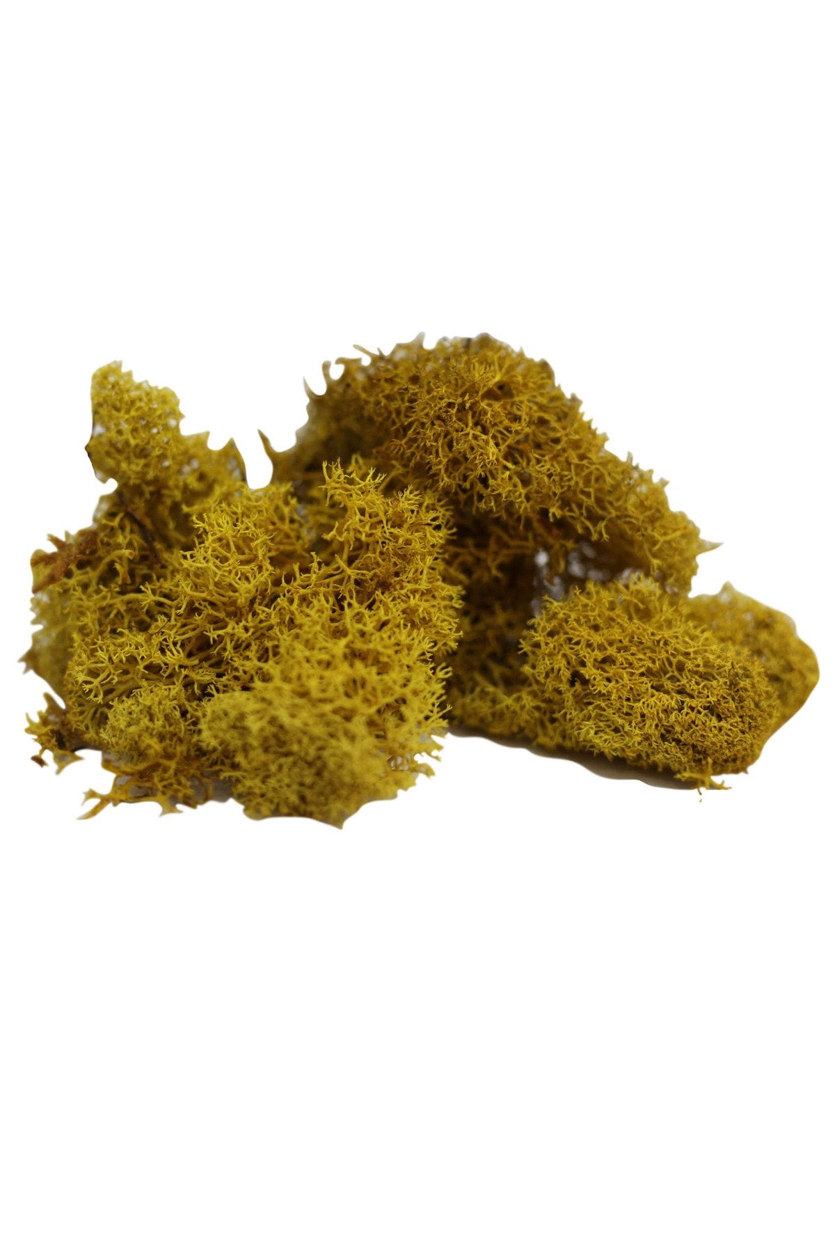 maket yosun teraryum yosunu sarı 10 gr