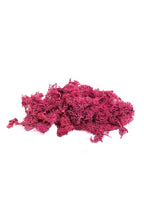 maket yosun teraryum yosunu pembe Moss yosun 10 gr