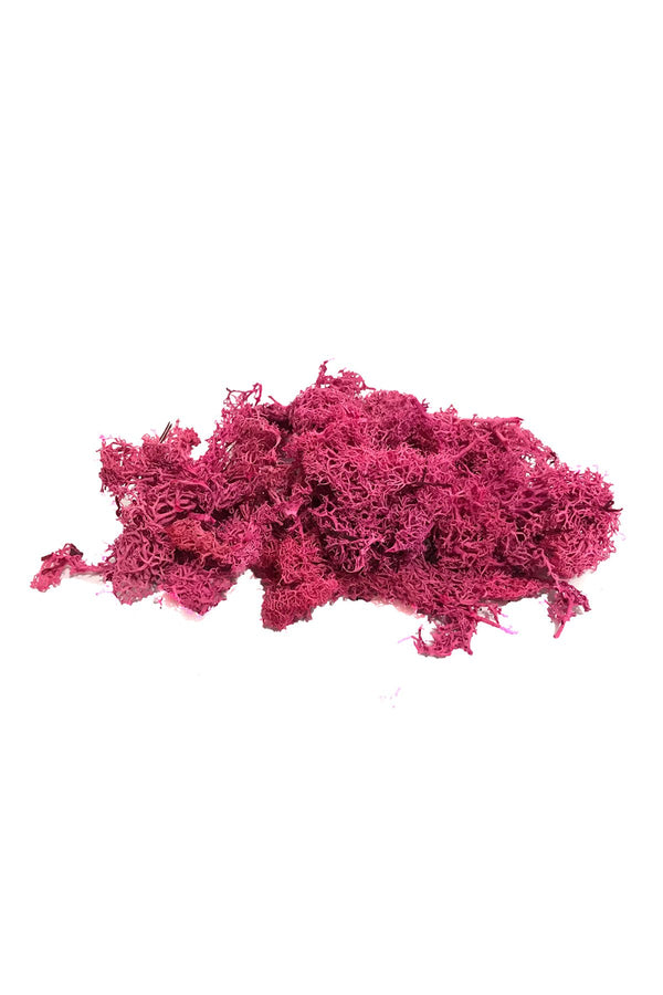maket yosun teraryum yosunu pembe Moss yosun 10 gr