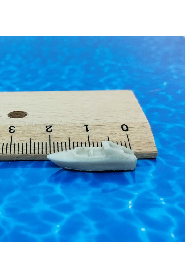 3 adet maket tekne 2cm 3 adet maket tekne 2cm
