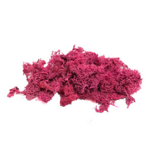 maket yosun teraryum yosunu pembe Moss yosun 10 gr maket yosun teraryum yosunu pembe Moss yosun 10 gr