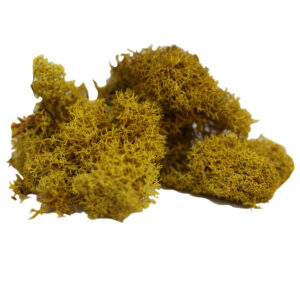 maket yosun teraryum yosunu sarı 10 gr maket yosun teraryum yosunu sarı 10 gr